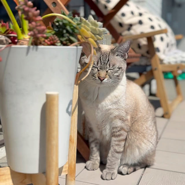 amさんの実例写真