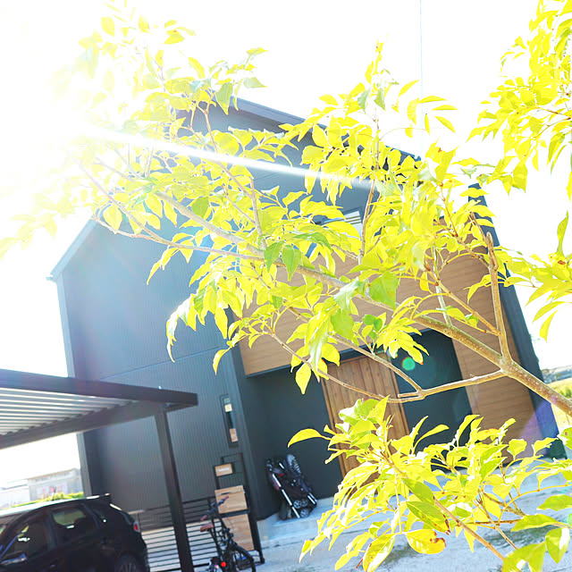 男前/観葉植物/ガーデニング/部屋全体のインテリア実例 - 2020-10-21 14:19:54