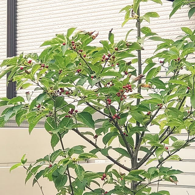 Bienvenueさんの部屋