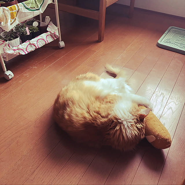 uchidaizuさんの実例写真