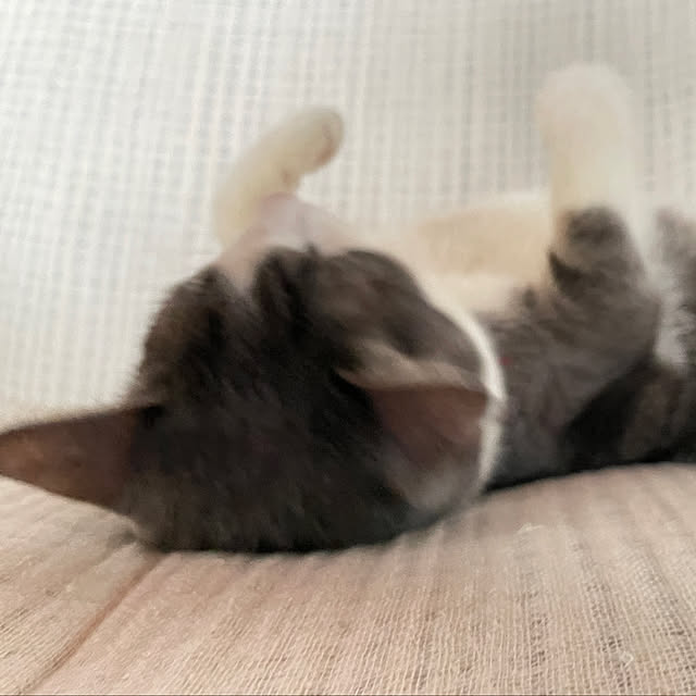 nekosamaさんの部屋