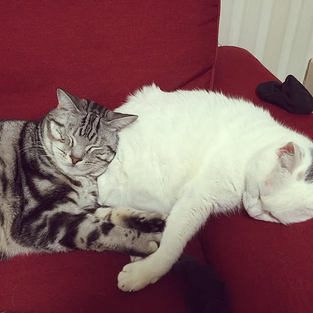 hiro_mashさんの実例写真