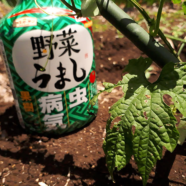 kazuraさんの実例写真