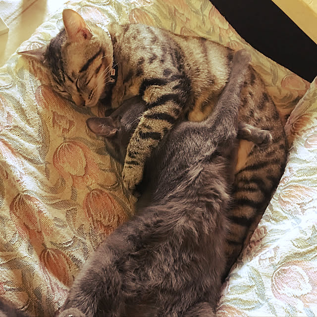 kmakkyiさんの実例写真