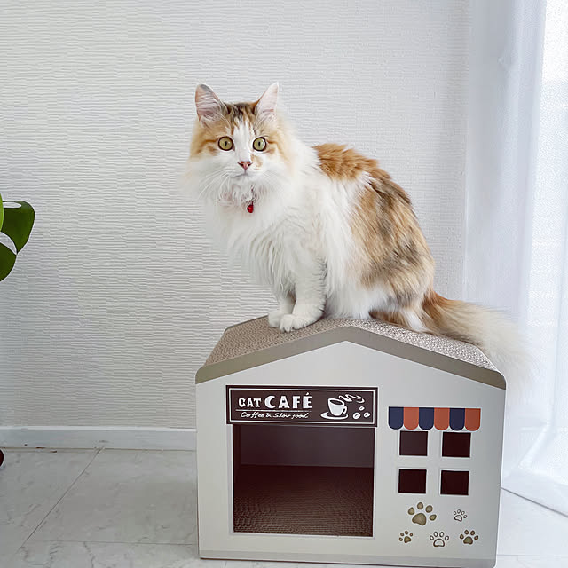 mya___kさんの実例写真