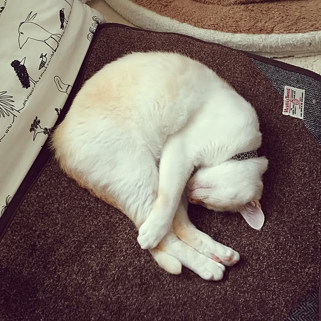 toufuさんの実例写真