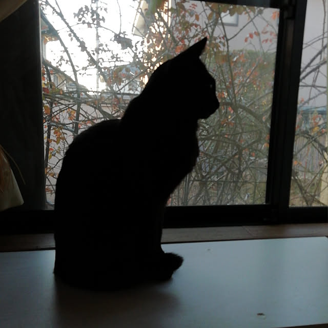 Tomopさんの実例写真