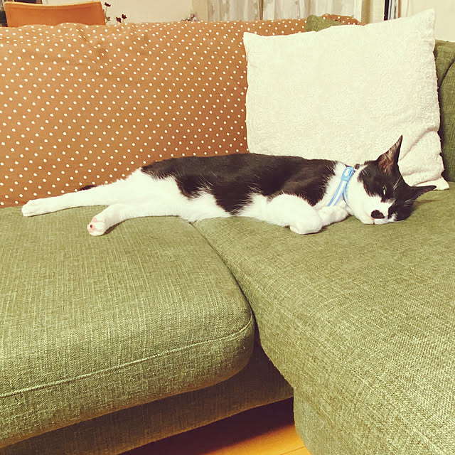 moolさんの実例写真