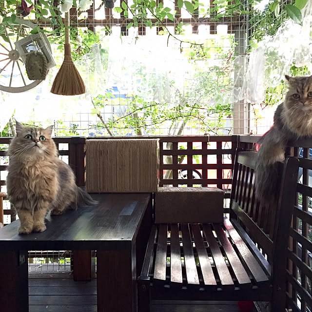 butachanさんの実例写真