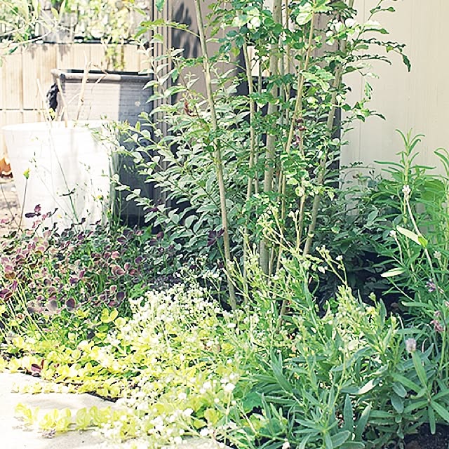 実例写真