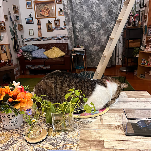 jijiさんの実例写真