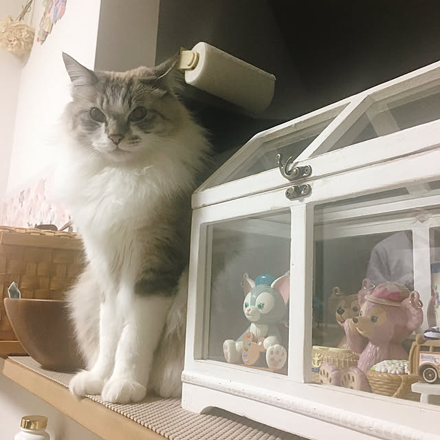 cyamiさんの実例写真