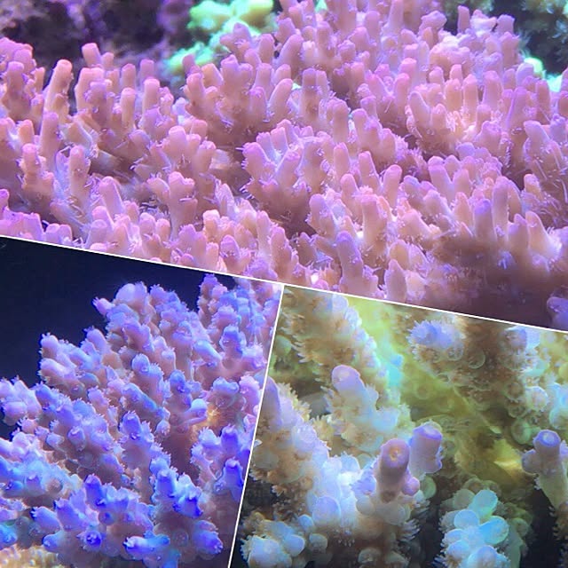 aquarium_seaさんの実例写真