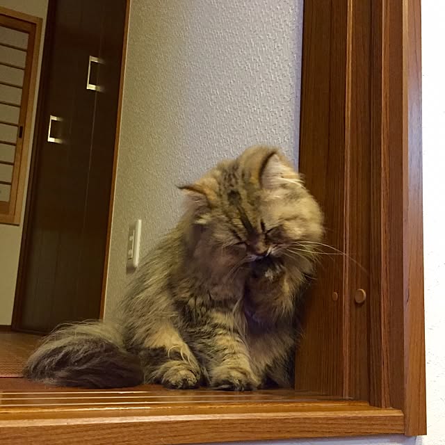 butachanさんの実例写真