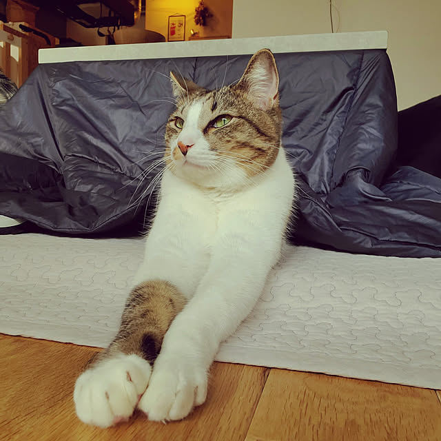 実例写真