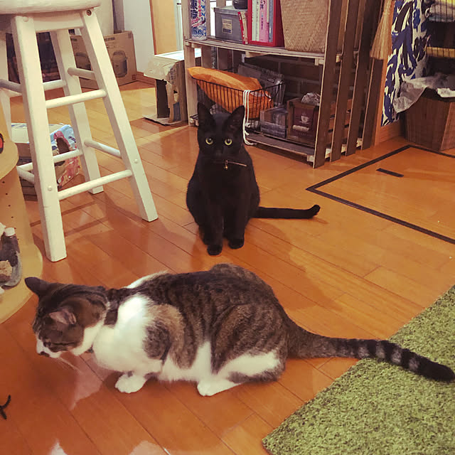jijiさんの実例写真