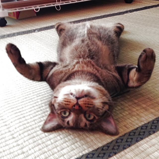Mioさんの実例写真
