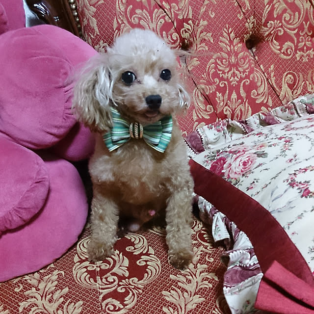 AYUKOさんの実例写真
