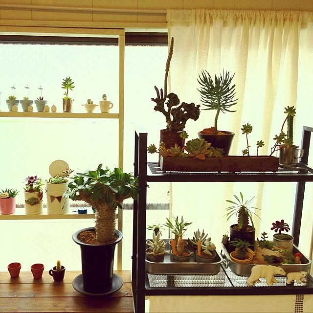 usaco.さんの実例写真