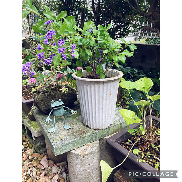 CoCo0617さんの実例写真