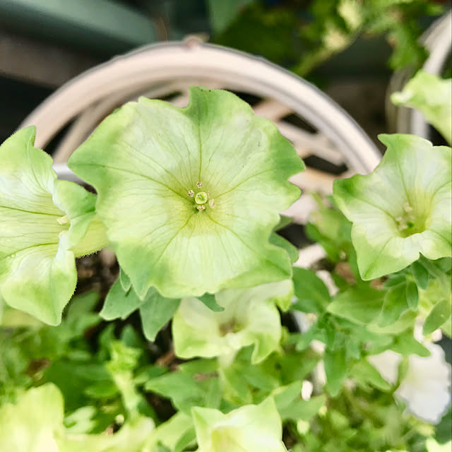 部屋全体/花と緑のある暮らし/お花大好き♡/ペチュニア大好き/花ばかりですみません...などのインテリア実例 - 2018-09-01 08:01:24