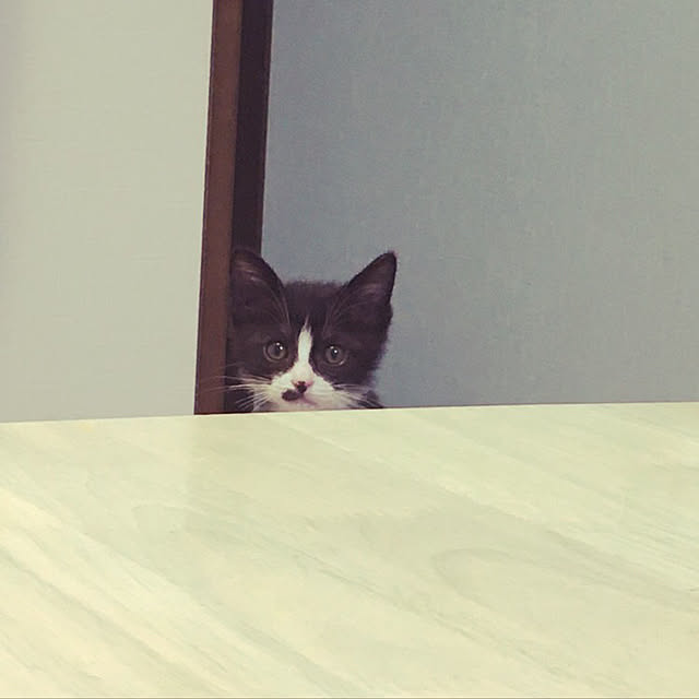 nekoさんの実例写真