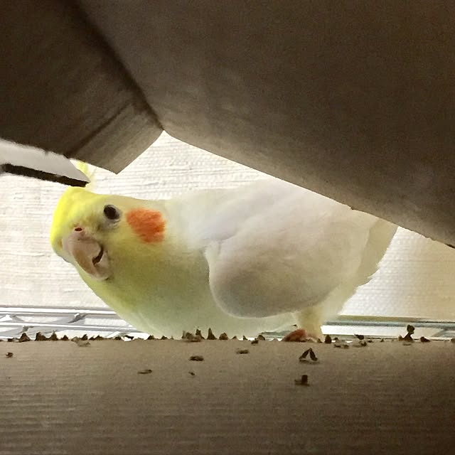 toratanさんの実例写真