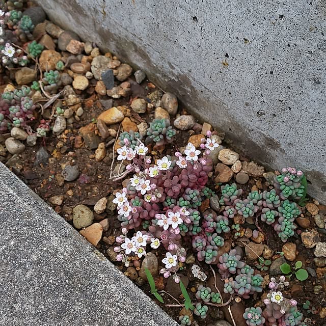 KOHAKUさんの実例写真