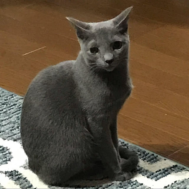 ayualohaさんの実例写真