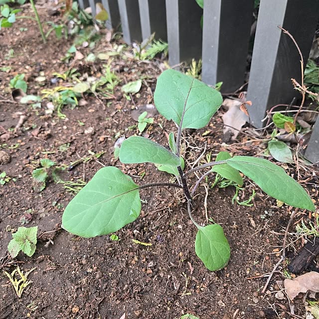 mutyukingさんの部屋