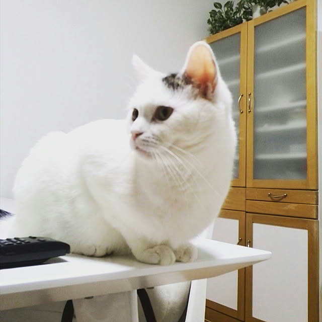 hachi-888さんの実例写真
