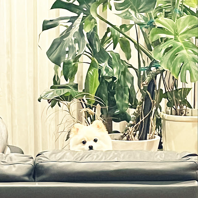 1546さんの実例写真