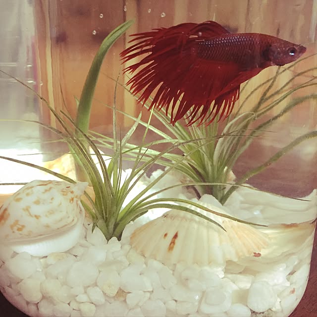 MOMOさんの実例写真