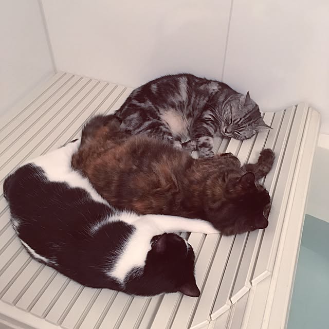 mikomaruさんの実例写真