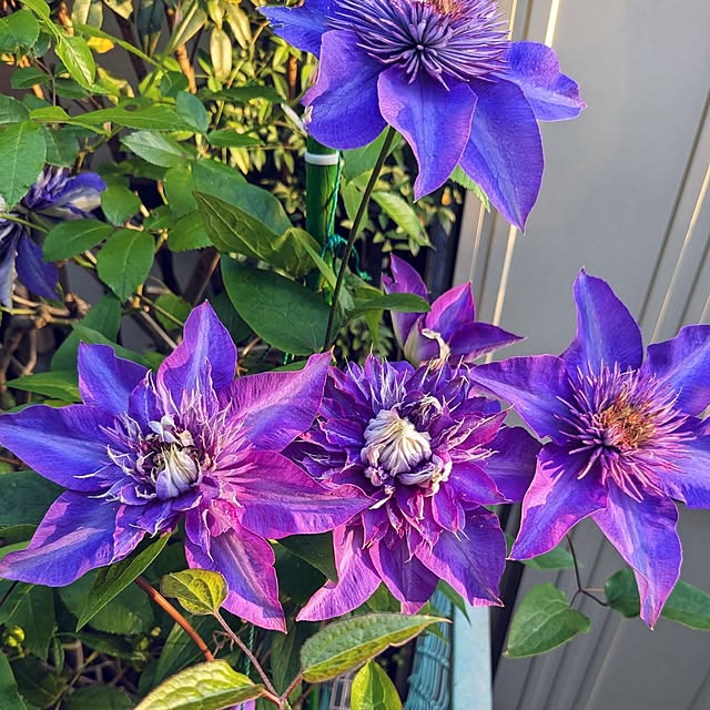 mofukoさんの部屋