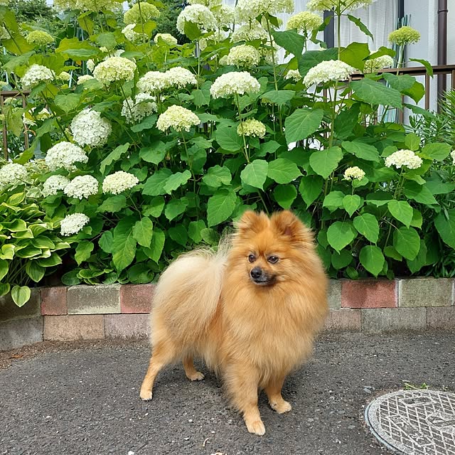 momoさんの実例写真