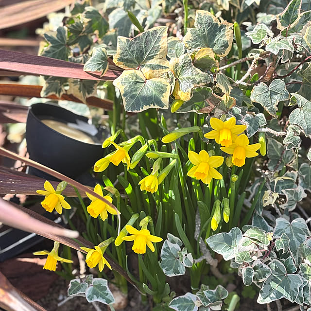 greycatsさんの部屋