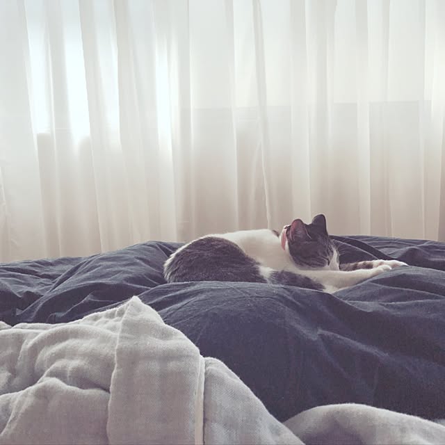 Shihoさんの実例写真