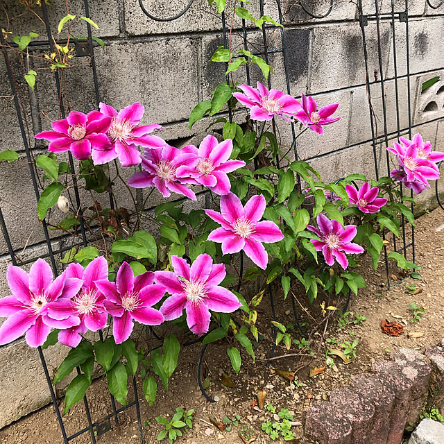 ikubooさんの実例写真