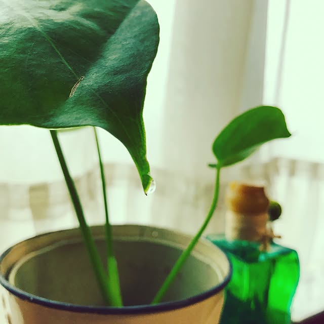 kochiさんの実例写真