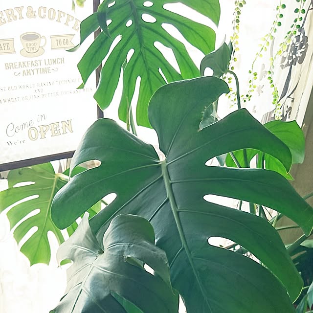 kotorinさんの実例写真