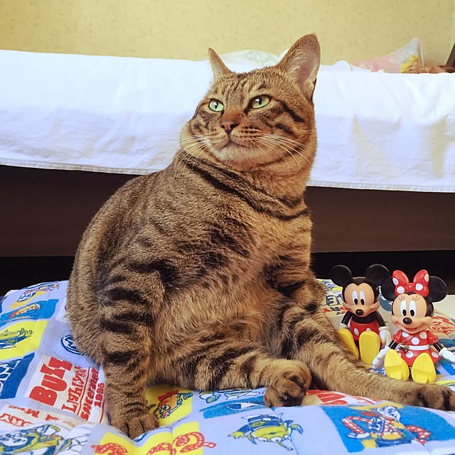 macchin.02-18swapさんの実例写真