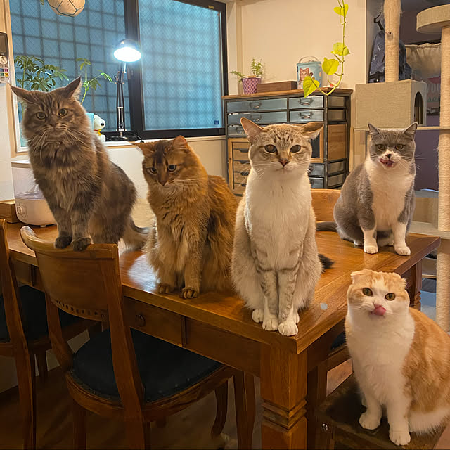 poniさんの実例写真