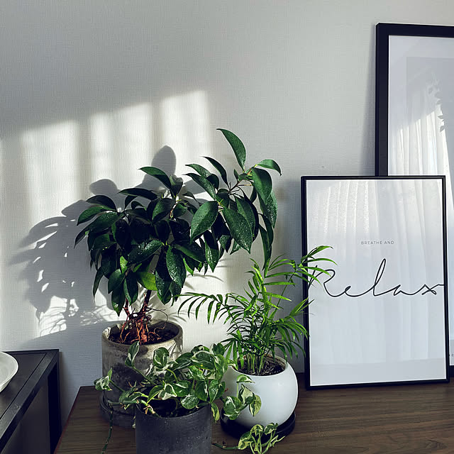 棚/観葉植物のある生活/観葉植物のある暮らし/観葉植物のインテリア実例 - 2024-12-08 22:08:42
