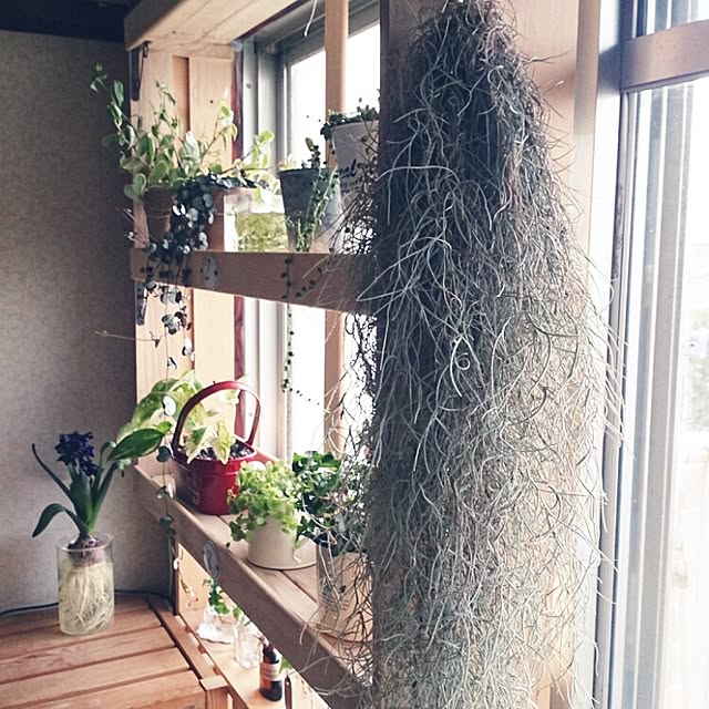 miporin0711さんの実例写真