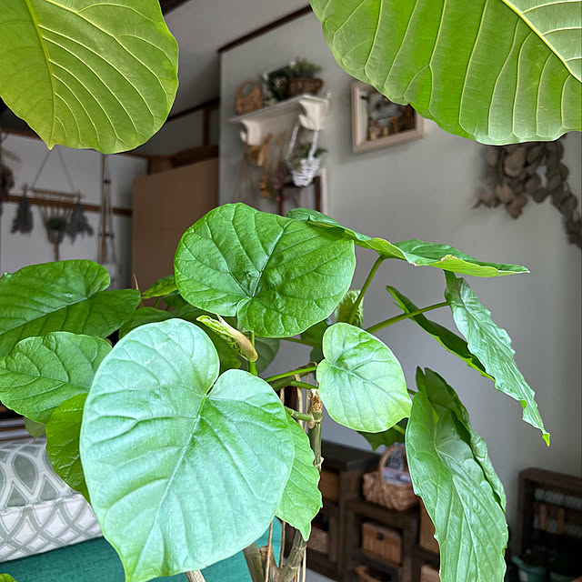 mohhaさんの実例写真