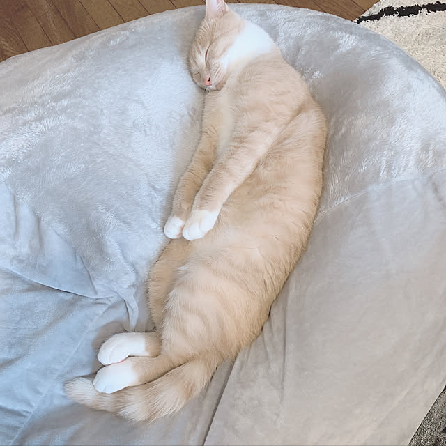 Tomoeさんの実例写真