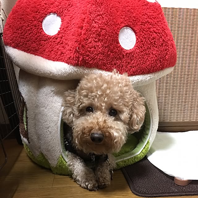 ronmaruさんの実例写真
