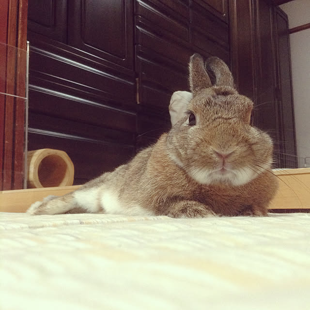 yuzu0223さんの実例写真