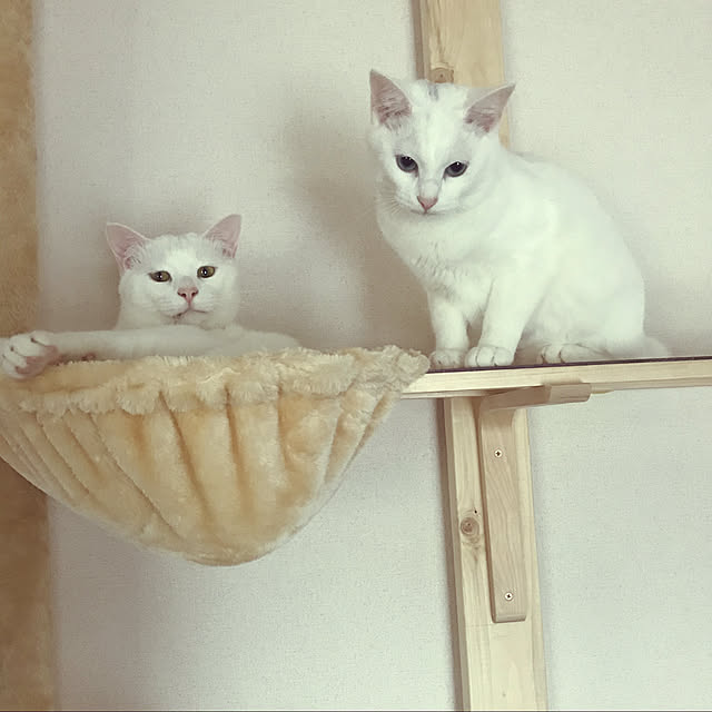 yuki48さんの実例写真